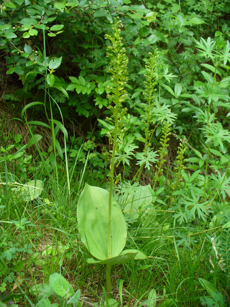 Изображение особи Listera ovata.