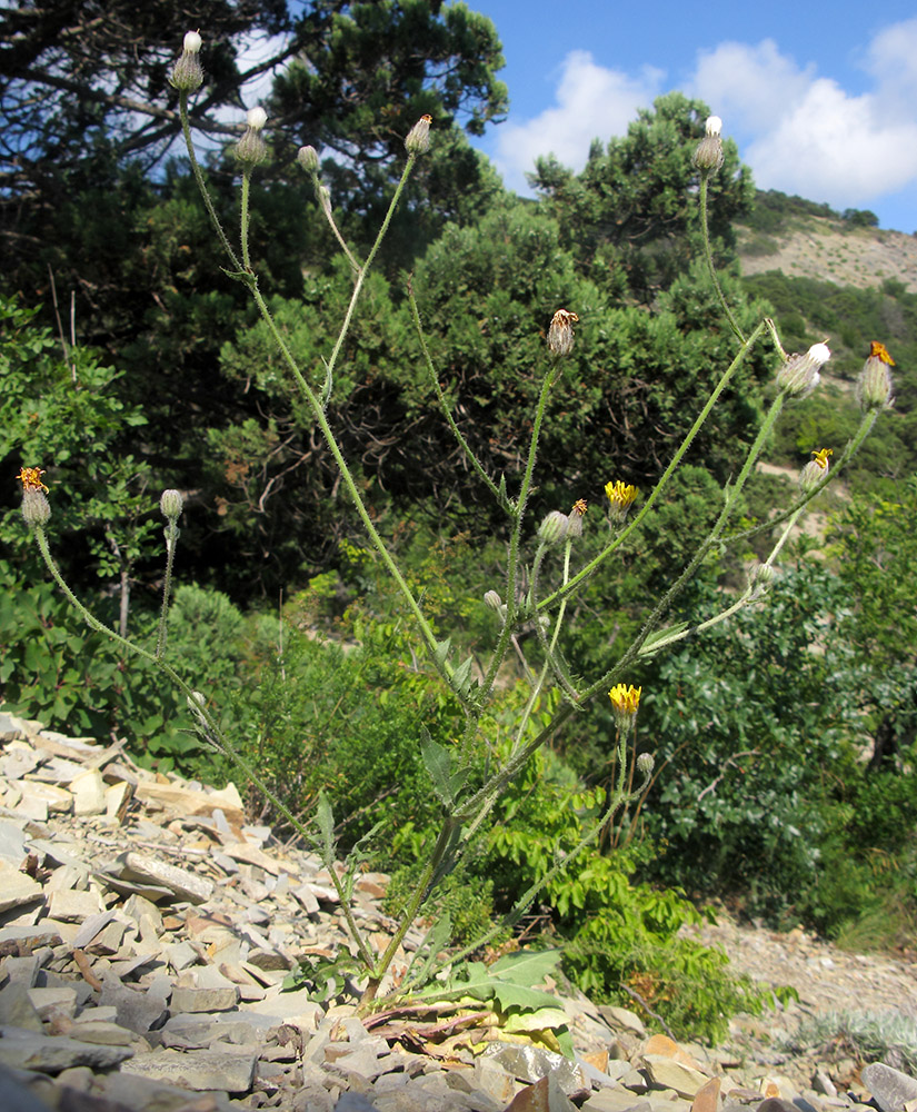 Image of Crepis rhoeadifolia specimen.