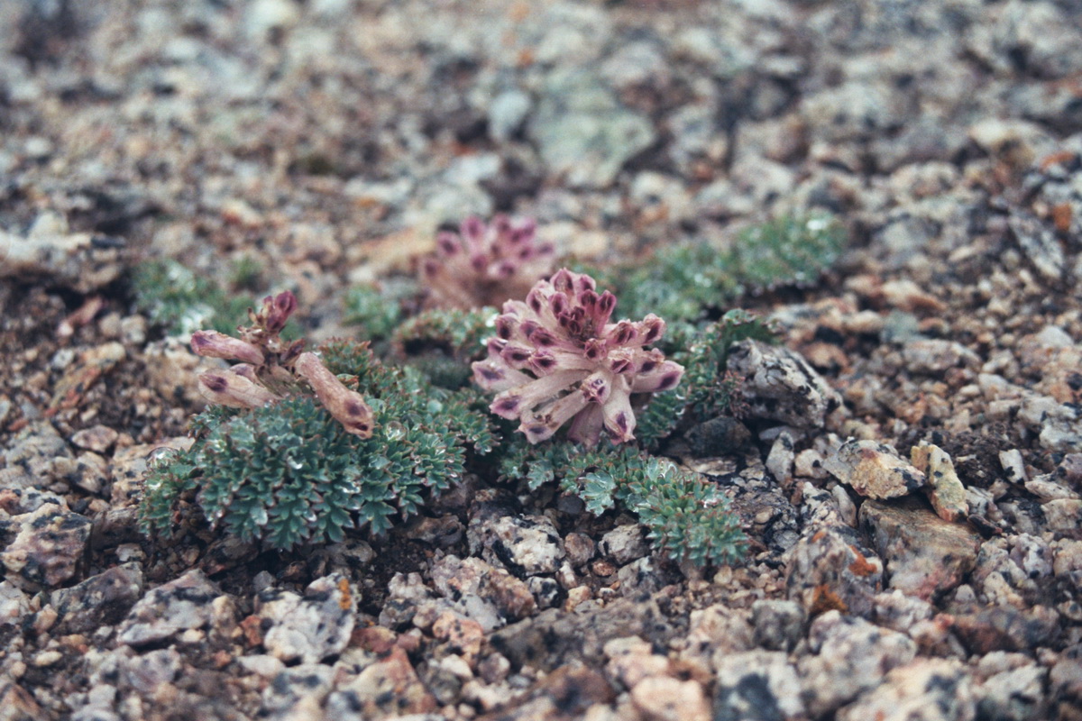 Изображение особи Cysticorydalis fedtschenkoana.