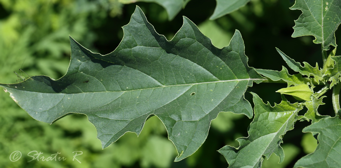 Изображение особи Datura stramonium.