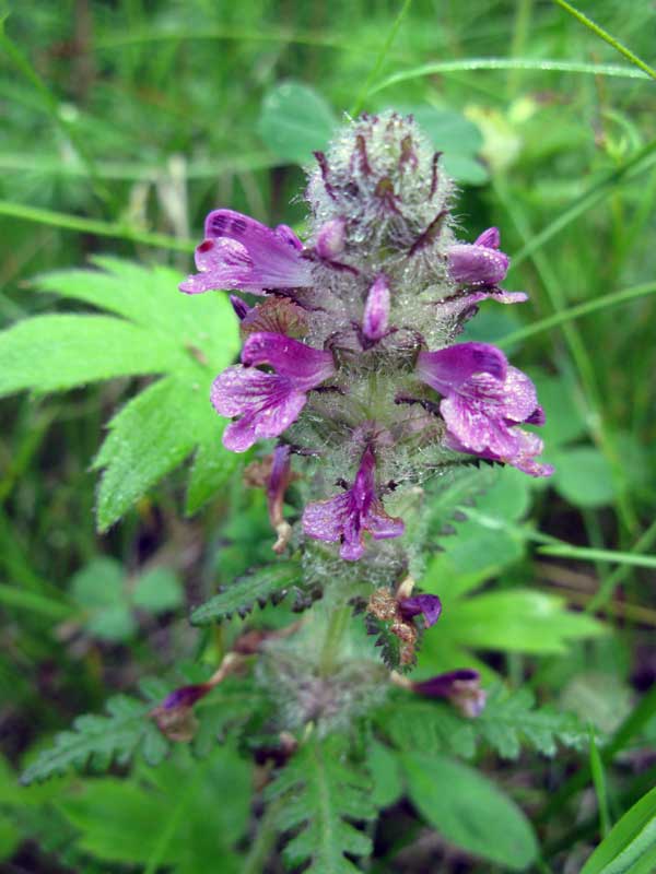 Image of Pedicularis verticillata specimen.