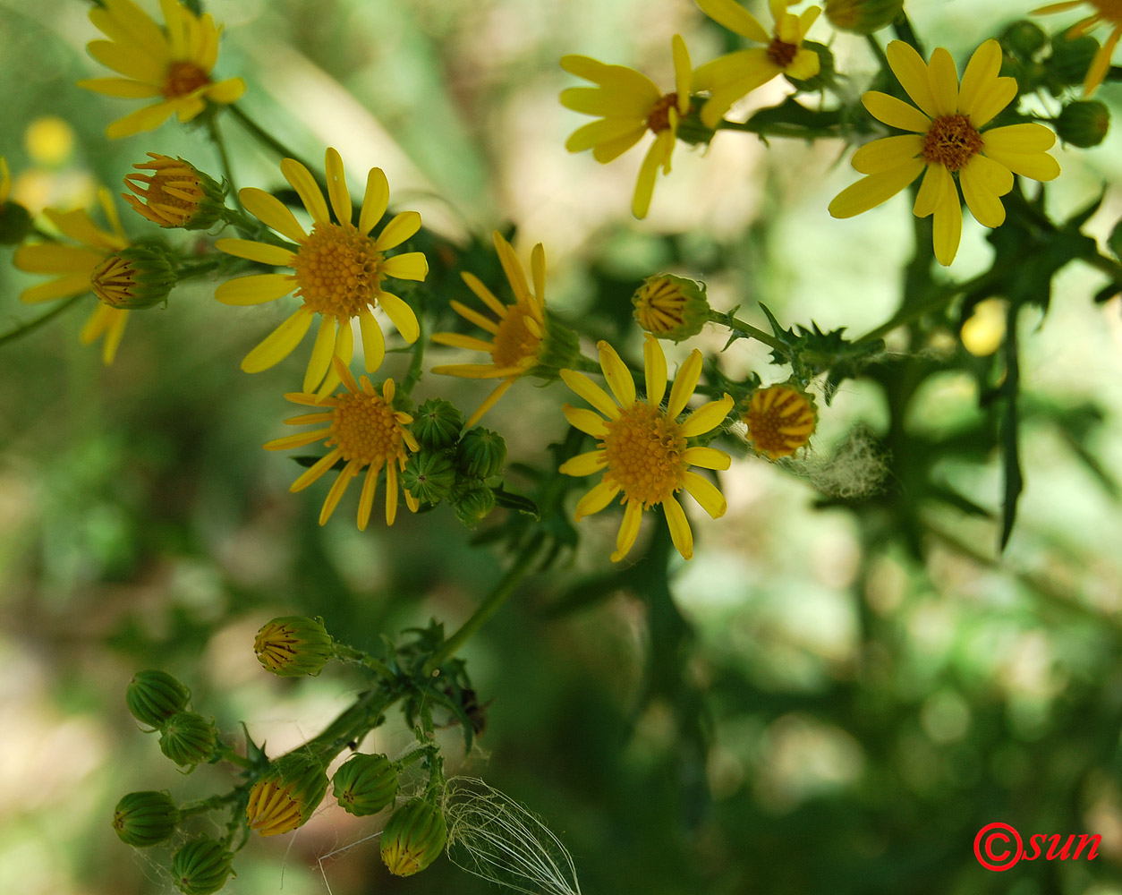 Image of Senecio jacobaea specimen.