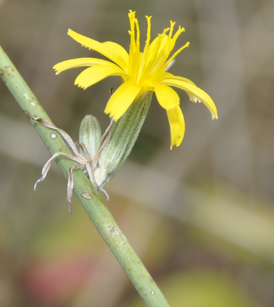 Image of Chondrilla juncea specimen.