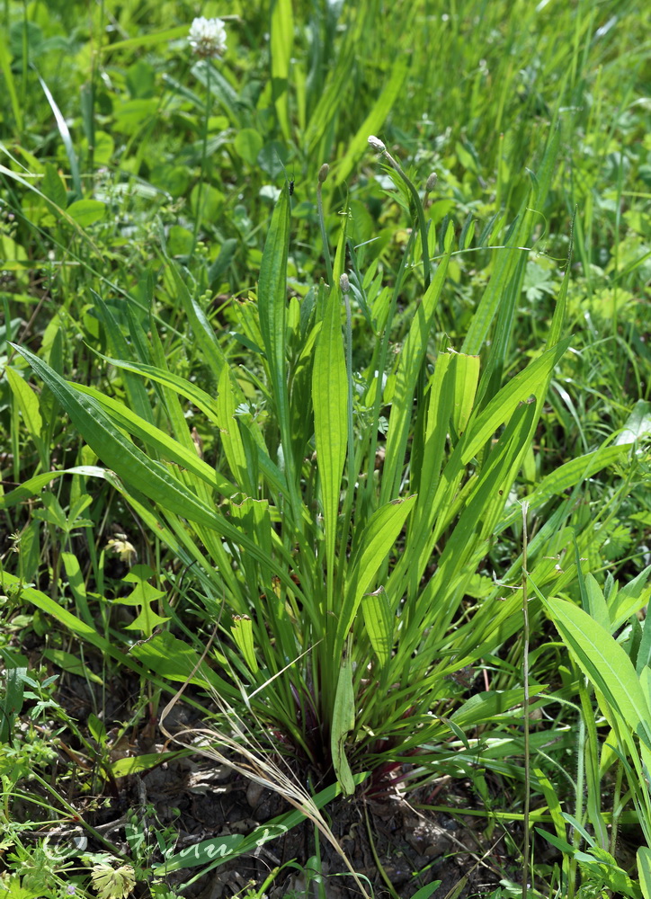 Image of Plantago lanceolata specimen.