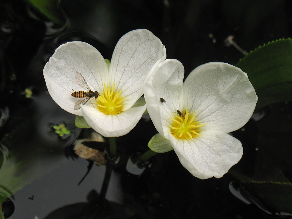 Image of Stratiotes aloides specimen.