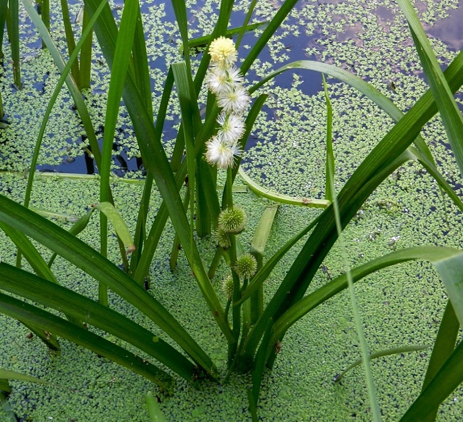 Image of Sparganium emersum specimen.