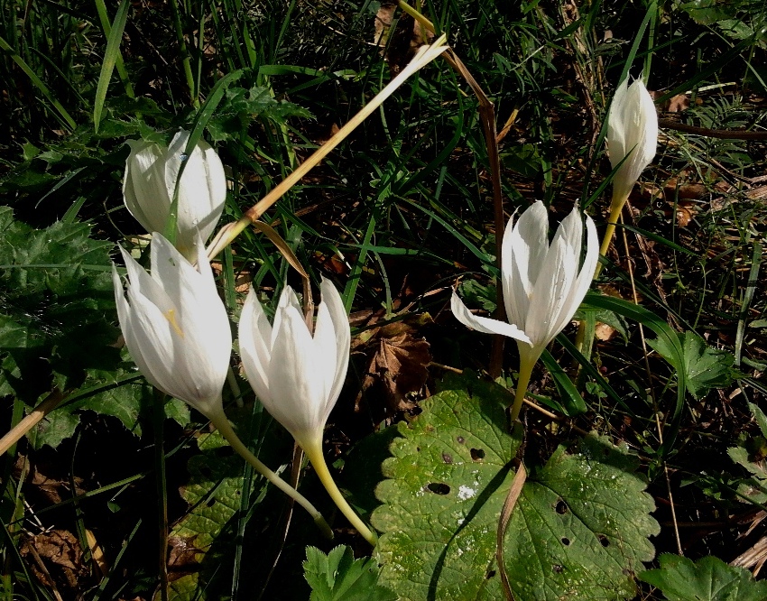 Image of Crocus vallicola specimen.