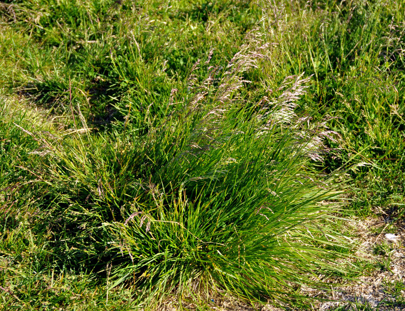 Image of Deschampsia cespitosa specimen.