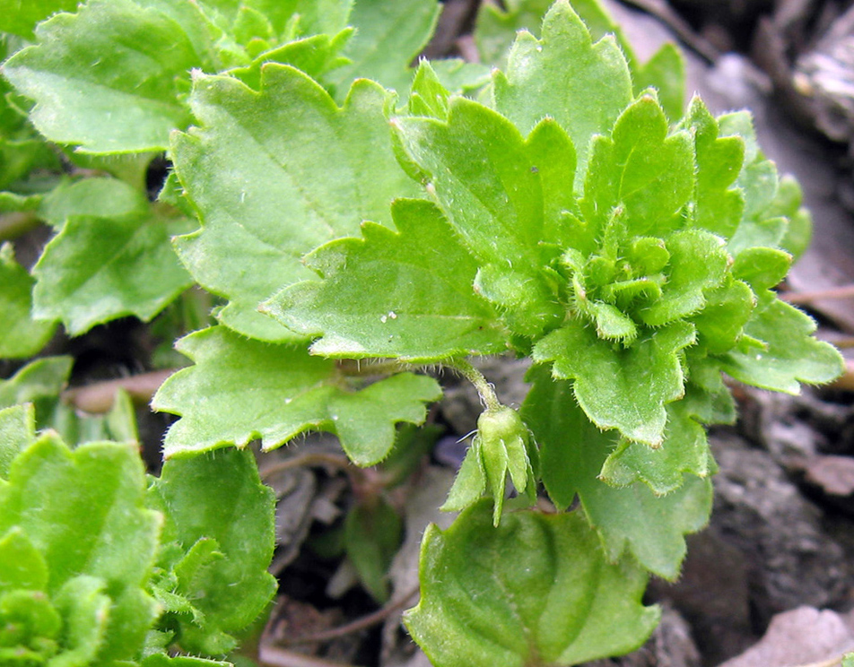 Image of Veronica persica specimen.