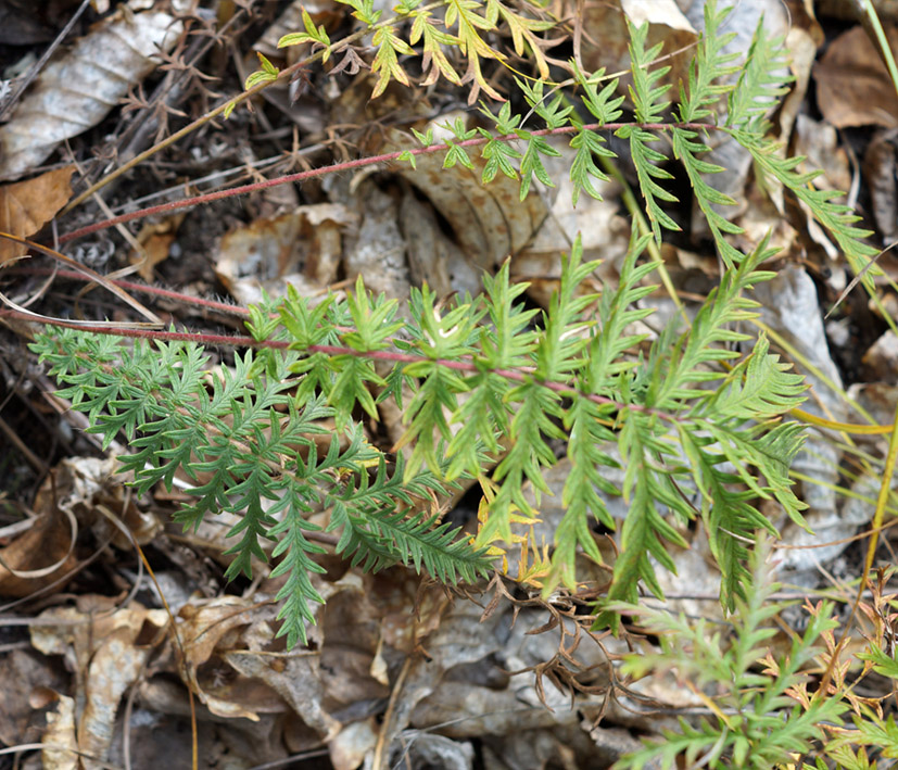 Image of Potentilla conferta specimen.