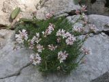 Asperula caespitans. Цветущее растение. Крым, Ялтинская яйла. 20 июля 2009 г.