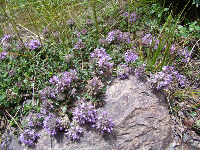 Image of Ziziphora puschkinii specimen.