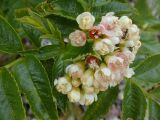 Sorbus sambucifolia