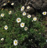 Argyranthemum frutescens. Цветущее растение. Испания, Канарские острова, Тенерифе, горный массив Тено, сухой каменистый склон, среди ксерофитных кустарников. Март 2008 г.