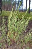 Artemisia gmelinii. Цветущее растение. Юг Красноярского края, окр. г. Минусинск. 16.08.2009.