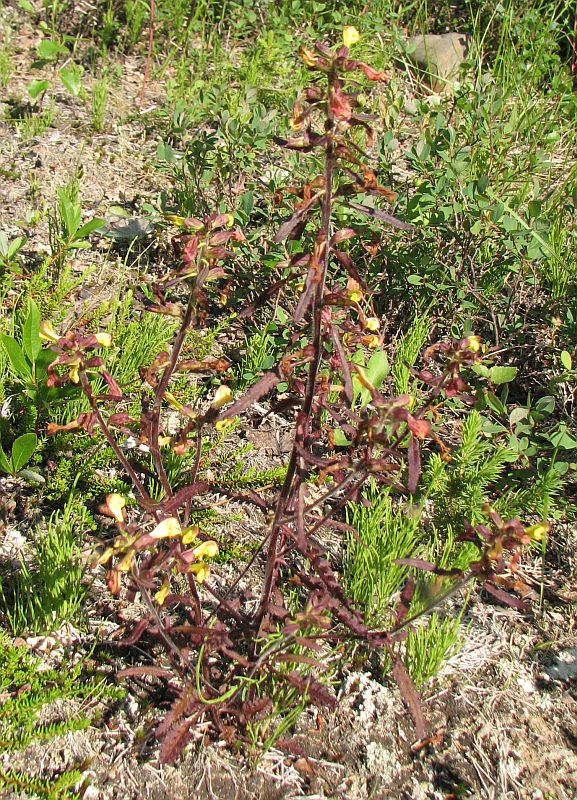 Image of Pedicularis labradorica specimen.