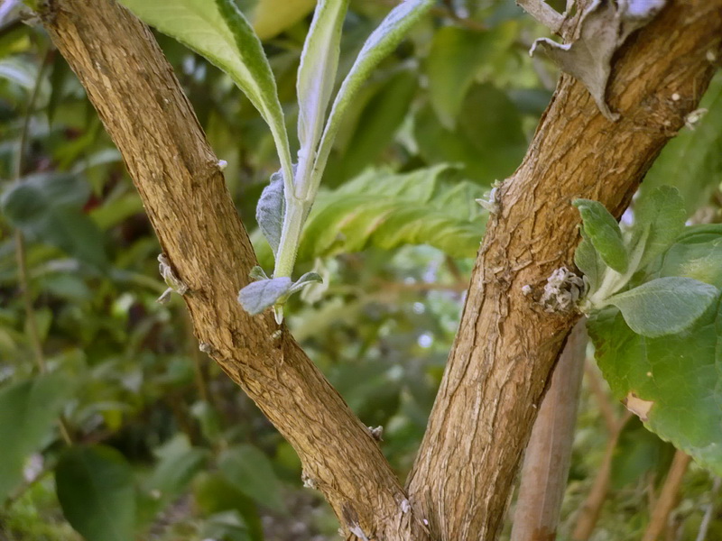 Image of Buddleja davidii specimen.