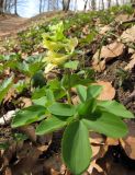 View full-size image Corydalis marschalliana