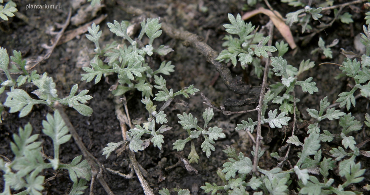 Image of Artemisia santonicum specimen.