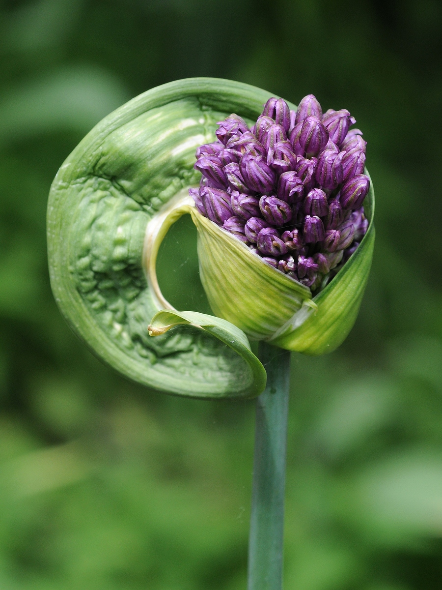 Image of Allium aflatunense specimen.