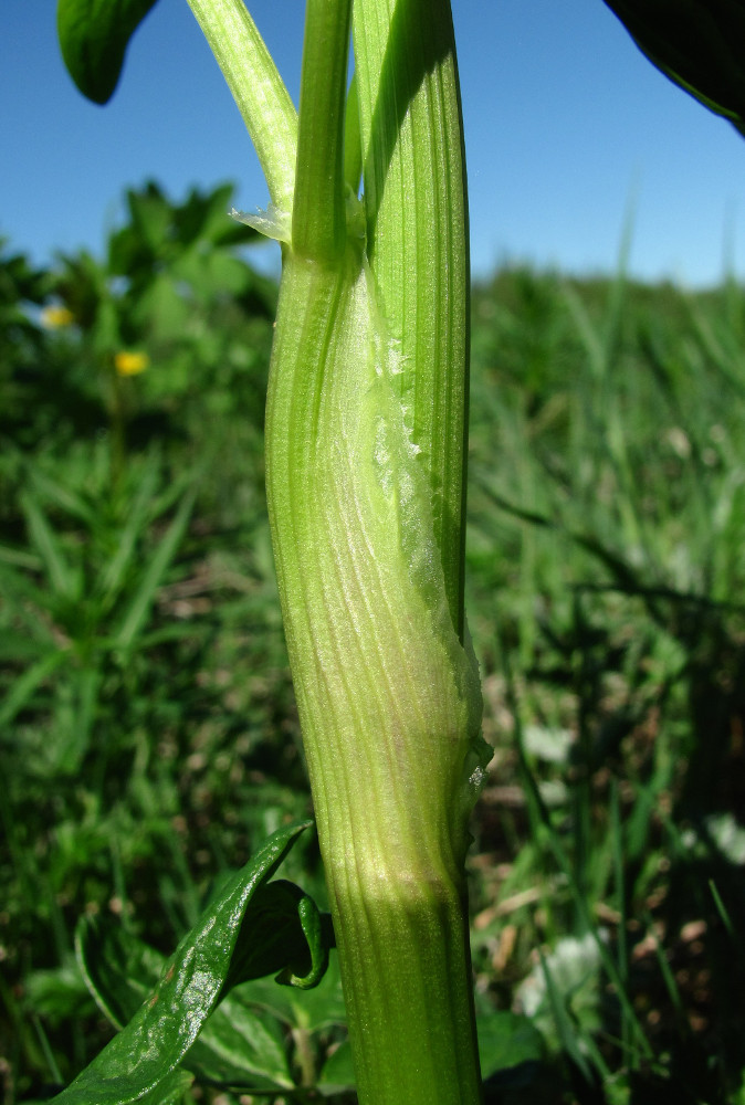 Image of Thalictrum flavum specimen.