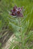 Nonea intermedia