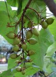 Paulownia tomentosa