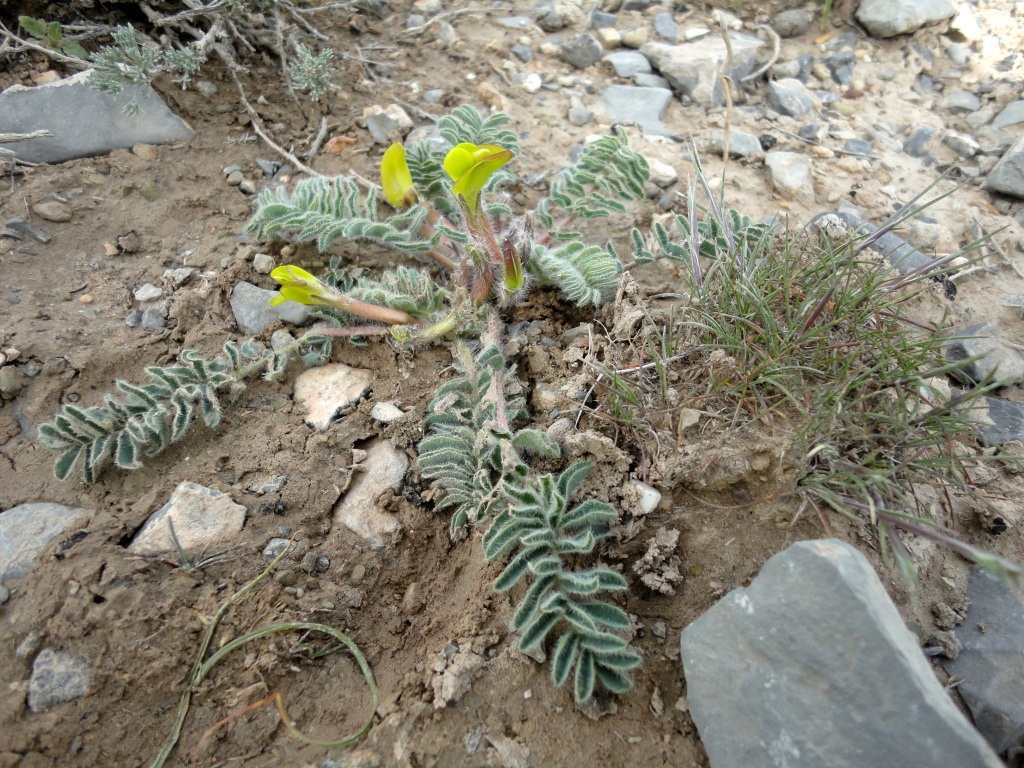 Image of genus Astragalus specimen.