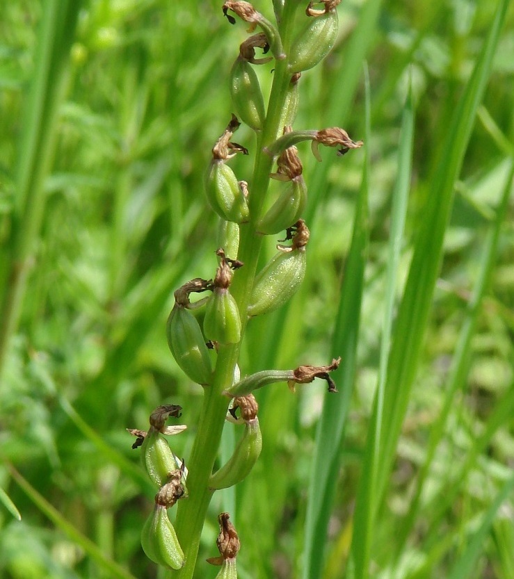 Изображение особи Orchis militaris.