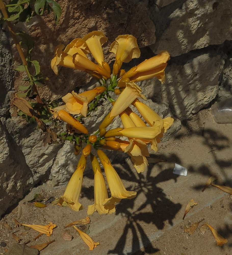 Image of Campsis radicans specimen.