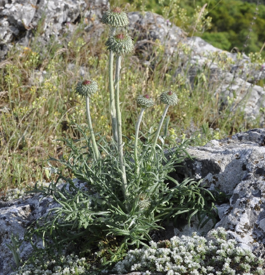 Image of Jurinea glycacantha specimen.