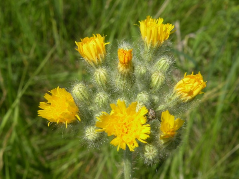 Image of Pilosella echioides specimen.