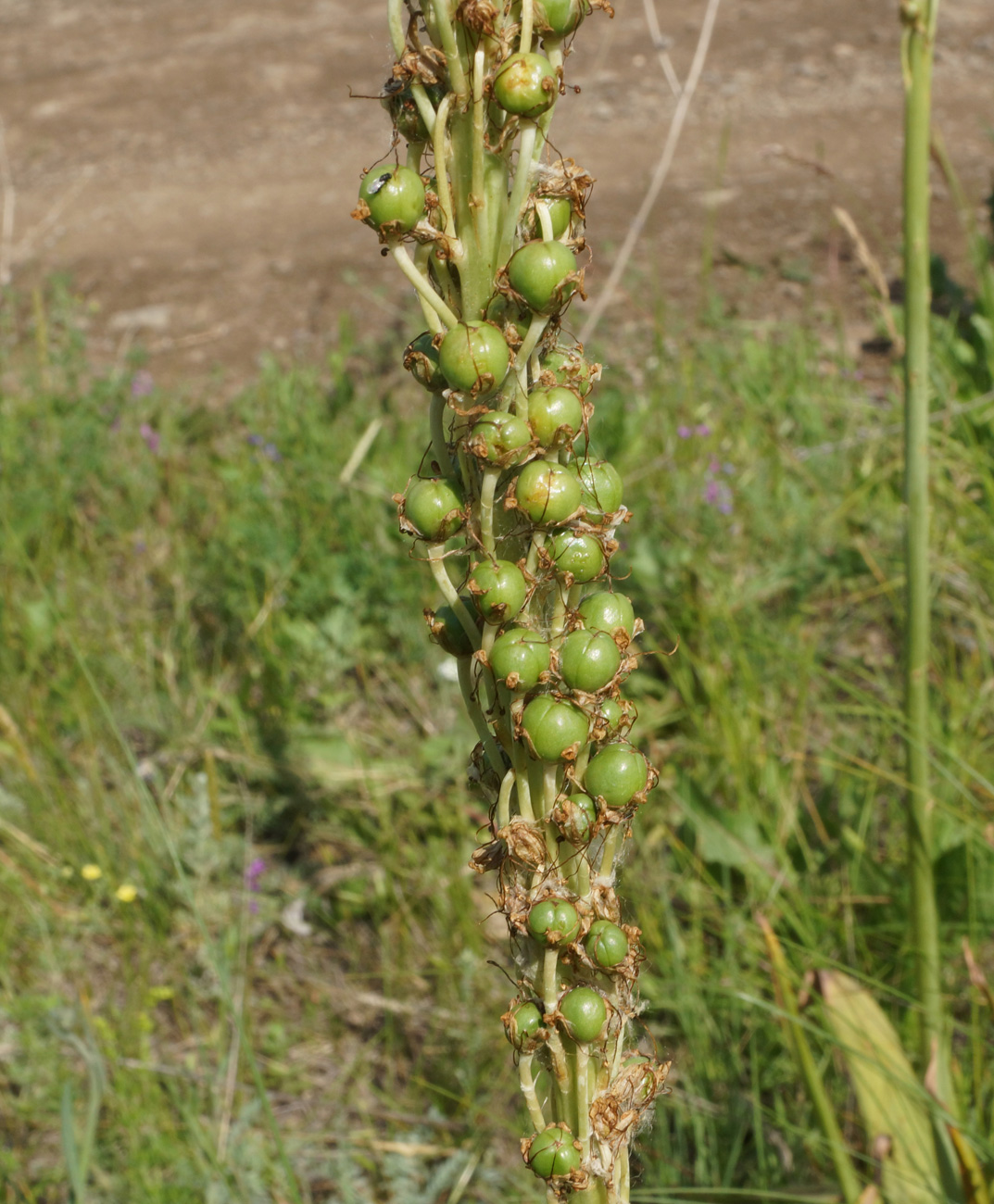 Image of Eremurus altaicus specimen.