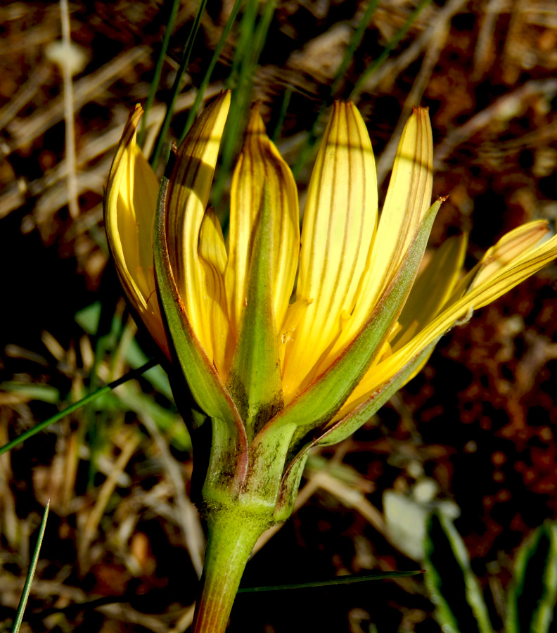 Изображение особи Tragopogon pusillus.