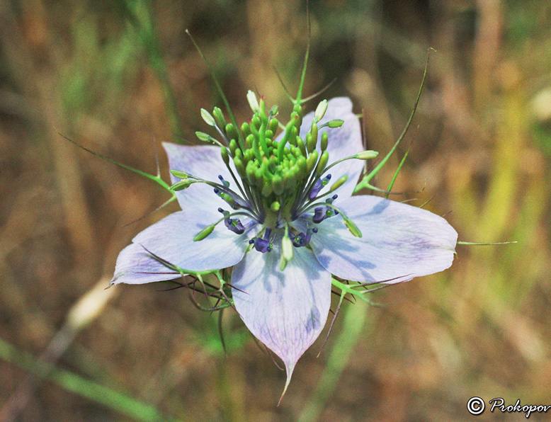 Изображение особи Nigella elata.