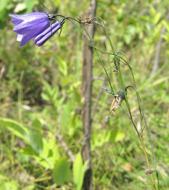 Изображение особи Campanula rotundifolia.