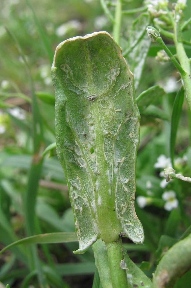 Image of Calepina irregularis specimen.