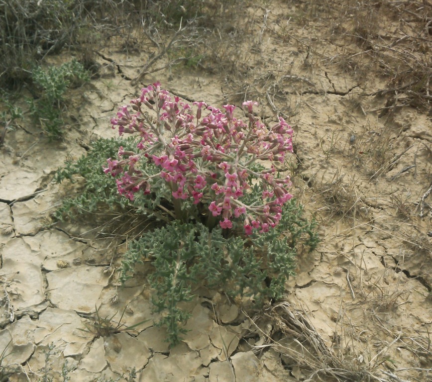 Image of Megacarpaea megalocarpa specimen.