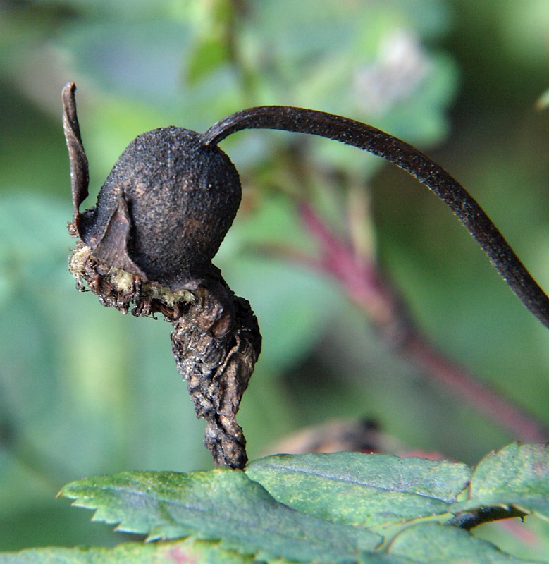 Изображение особи Rosa spinosissima.