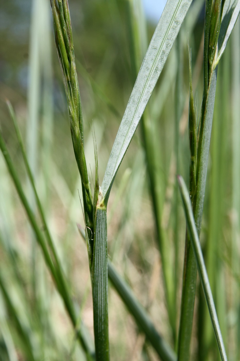 Image of Helictotrichon pratense specimen.