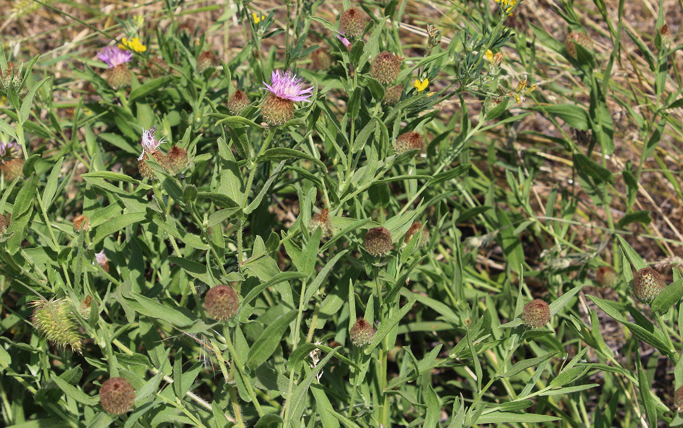 Image of Centaurea trichocephala specimen.