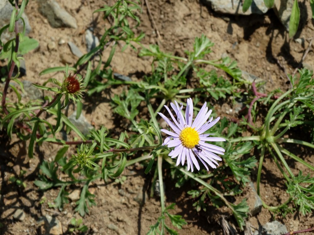 Image of genus Heteropappus specimen.