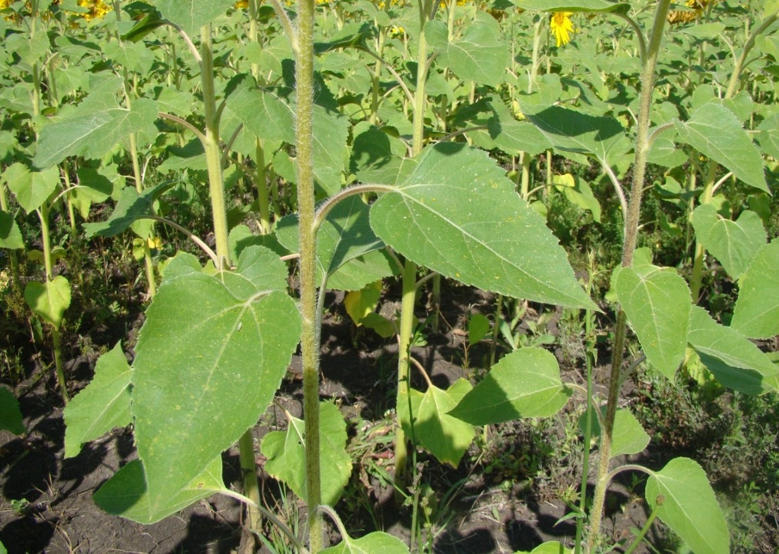 Image of Helianthus annuus specimen.