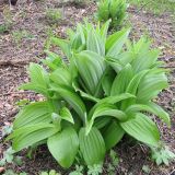 Veratrum grandiflorum