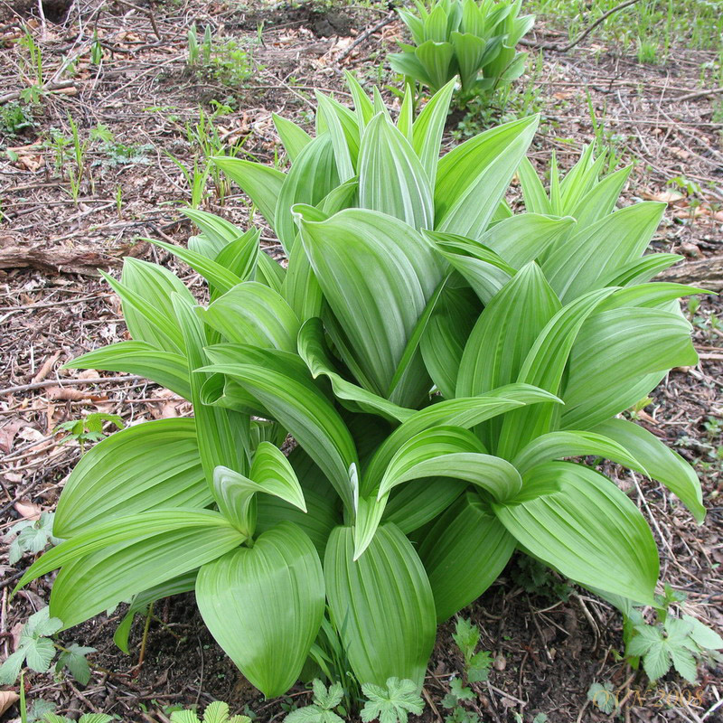 Image of Veratrum grandiflorum specimen.