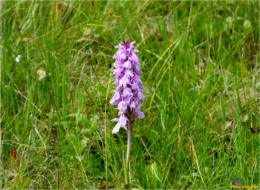 Image of Dactylorhiza maculata specimen.