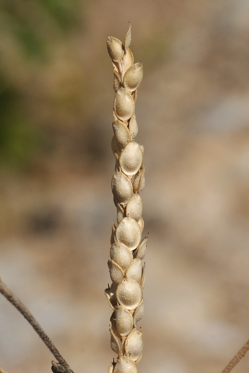 Image of Alyssum stenostachyum specimen.