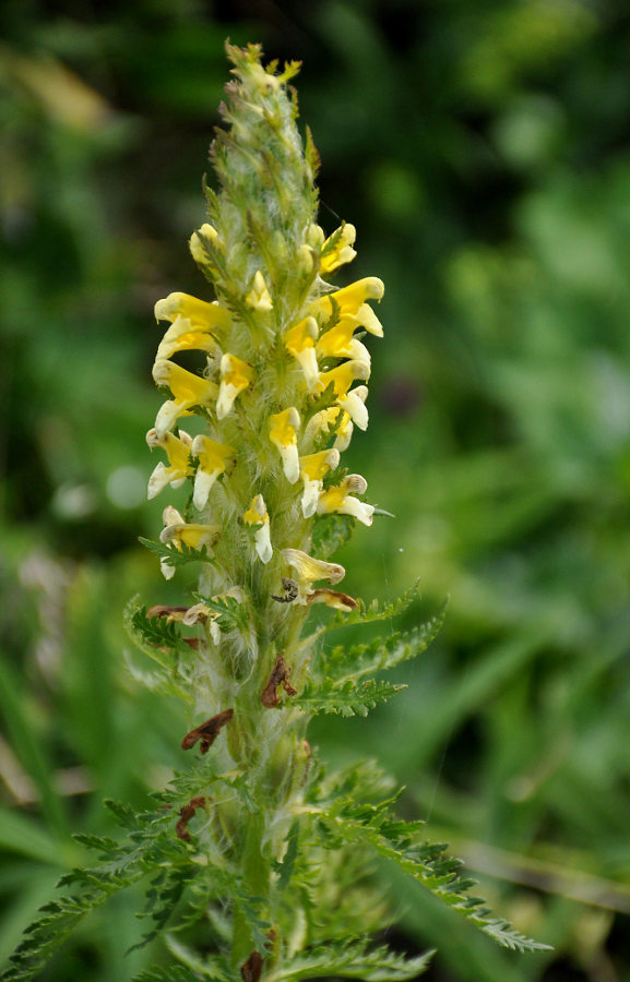 Image of Pedicularis condensata specimen.