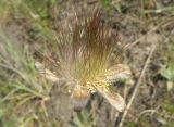 Pulsatilla ucrainica. Плод. Украина, Днепропетровская обл., балка в верховьях р. Самоткань. 25.04.2009.