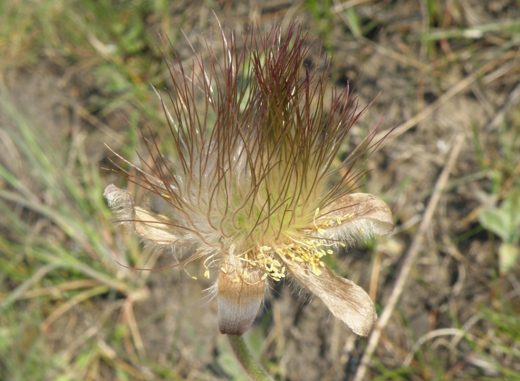 Image of Pulsatilla ucrainica specimen.